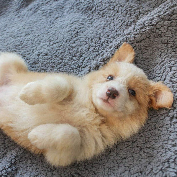 Cute puppy lying on its back on a gray blanket